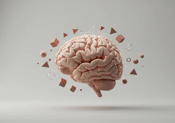 Brain visualizing and manipulating 2D and 3D shapes